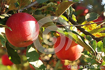 Red apples on tree in orchard with sunlights royal gala, fuji, pink lady Stock Photo