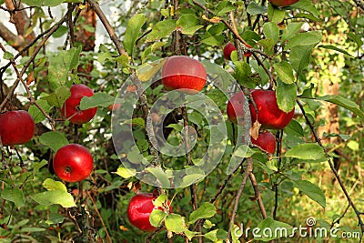 Red apples on tree in orchard with sunlights royal gala, fuji, pink lady Stock Photo