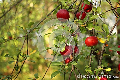 Red apples on tree in orchard with sunlights royal gala, fuji, pink lady Stock Photo