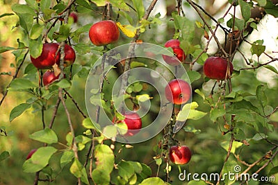 Red apples on tree in orchard with sunlights royal gala, fuji, pink lady Stock Photo