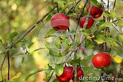 Red apples on tree in orchard with sunlights royal gala, fuji, pink lady Stock Photo