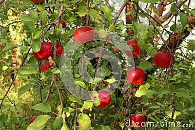 red apples on tree in orchard with sunlights royal gala, fuji, pink lady Stock Photo