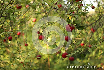 red apples on tree in orchard with sunlights royal gala, fuji, pink lady Stock Photo