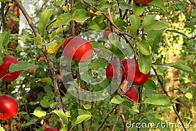 red apples on tree in orchard with sunlights royal gala, fuji, pink lady Stock Photo