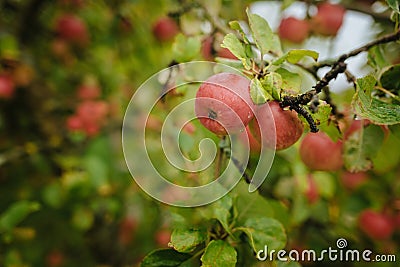 Red apples on a tree after a rain Stock Photo