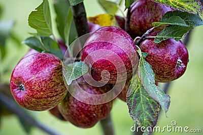 Red apples on the tree Stock Photo