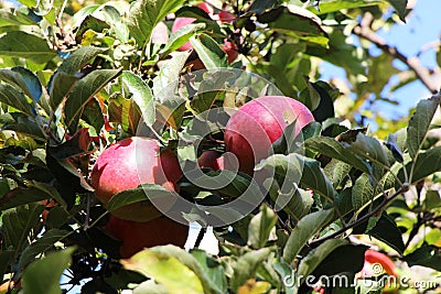 Red apples on tree Stock Photo