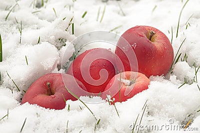 red apples on white snow Stock Photo