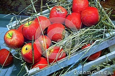 Red apples in a wooden box on the ground. Harvesting. Stock Photo