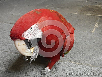 Red ara parrot Stock Photo