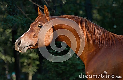 Red arabian horse portrait in darkgreen Stock Photo