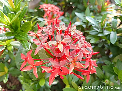 Red asoca flower Stock Photo