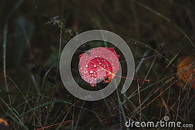 Red aspen leaf with sparkling raindrops on green grass in autumn forest. Close-up of autumn foliage Stock Photo