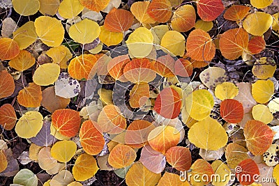 Red Aspen Leaves Stock Photo