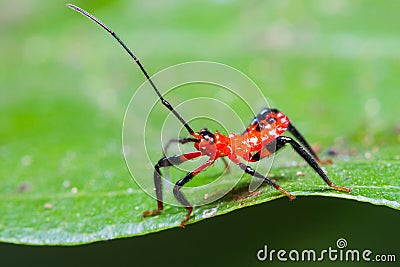 Red Assassin bug nymph Stock Photo