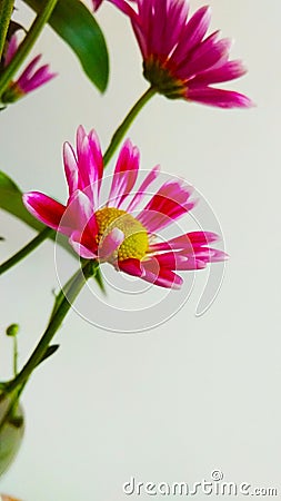 Red aster flowers can express your love, passion and romance to someone you love Stock Photo