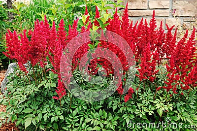 Red Astilbe (False Spirea) Stock Photo