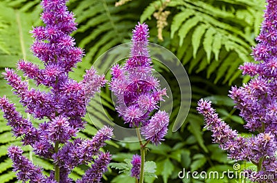 Red Astilbe Stock Photo