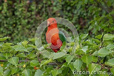 A red Australian male King Parrot sitting in a tree in a domestic garden Stock Photo