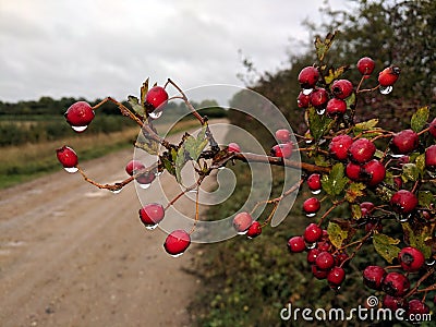 Red autumn berries glistening with raindrops. Stock Photo