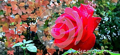 Red in autumn best smile & nice Stock Photo