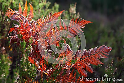 Red autumn fern Stock Photo