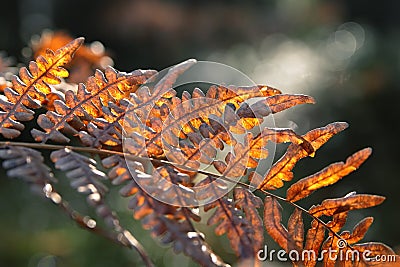 Red autumn fern Stock Photo