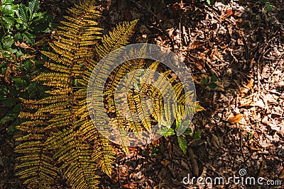 Red autumn fern in the forest in the morning sun Stock Photo