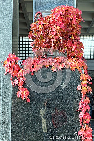 Red autumn ivy, main cemetery Mirogoj, Zagreb, Croatia Stock Photo