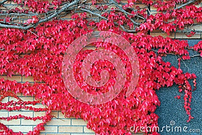 Red autumn ivy, main cemetery Mirogoj, Zagreb, Croatia Stock Photo