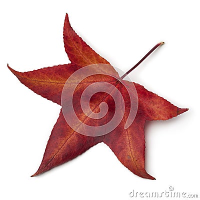 Red autumn leaf of an American sweetgum tree Stock Photo