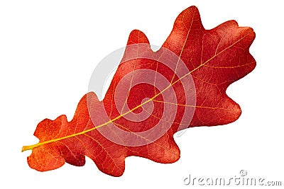 Red autumn leaf oak on white background Stock Photo