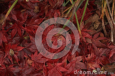 Fall leaves in a pile. Stock Photo