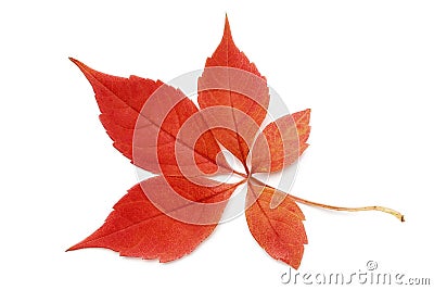 Red, autumn leaf of wild grapes isolated on white background Stock Photo