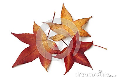 Red autumn leaves of an American sweetgum tree Stock Photo