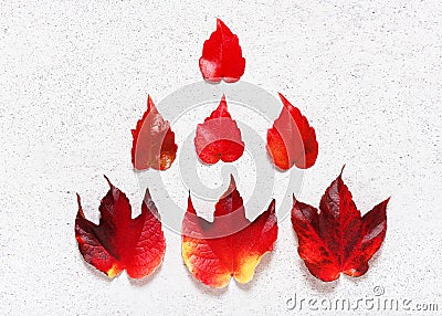 Red autumn leaves of boston ivy. Stock Photo