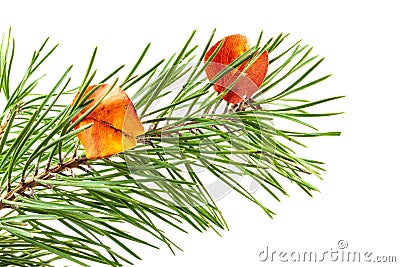 Red autumn leaves on a pine branch all on a white background Stock Photo