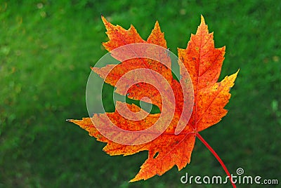 Red Autumn Maple Leaf Stock Photo