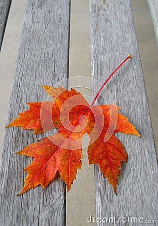 Red Autumn Maple Leaf Stock Photo