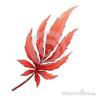 Red autumn single leaf. Watercolor illustration. Hand drawn scarlet maple leaf. Tree foliage autumnt element. Decorative Cartoon Illustration