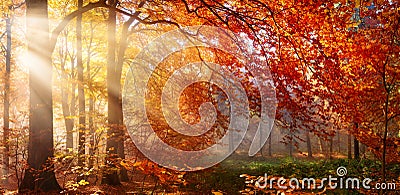 Red autumn tree with misty sunrays Stock Photo