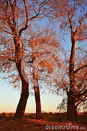 Red autumn trees. Stock Photo