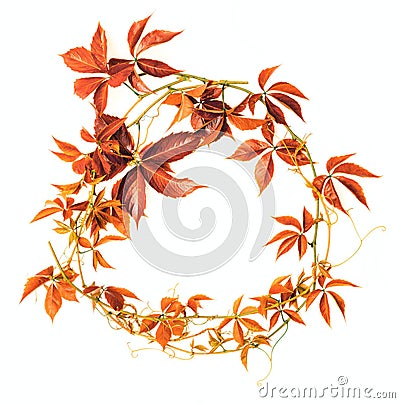 Red autumnal branch Stock Photo