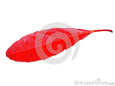 Red autumnl eaves isolated on white background Stock Photo