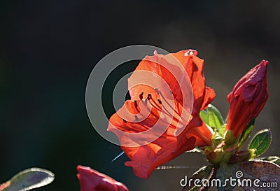 Red azalea Stock Photo