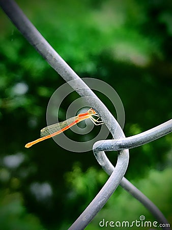 Red baby dragon fly Stock Photo