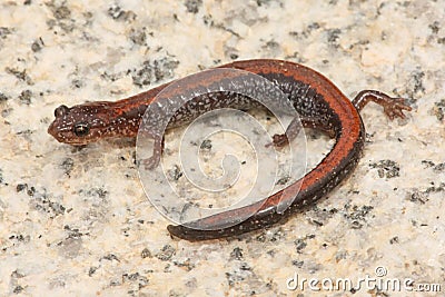 Red-backed Salamander (Plethodon cinereus)