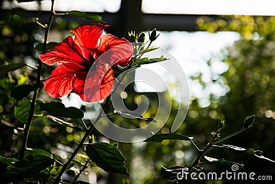 Red Backlit Flower Sunlight Bush Stock Photo