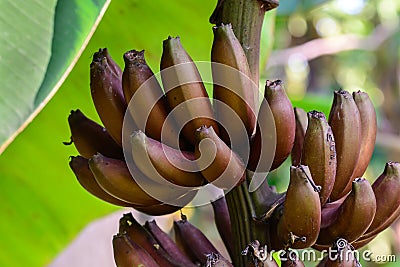 Red banana, Musa Nak Musaceae, AAA group Stock Photo