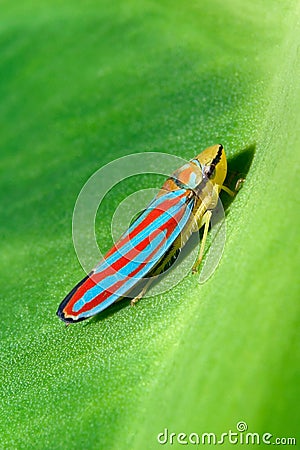 Red Banded Leafhopper Stock Photo